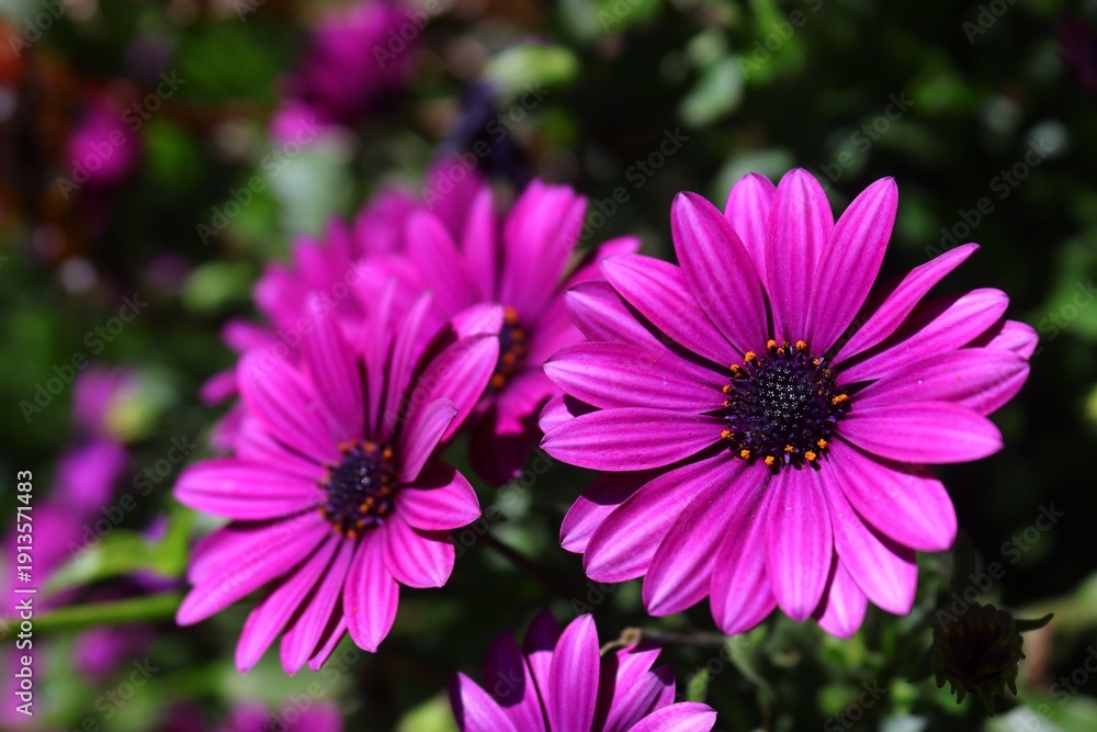 Obraz premium Cambray morado