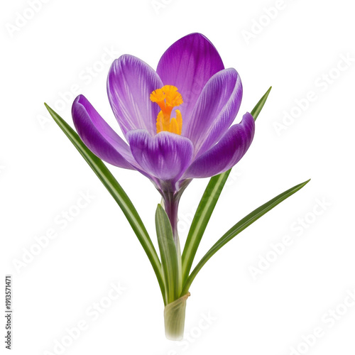 A vibrant crocus flower with purple petals and a yellow center, standing tall with green leaves. isolated on transparent background