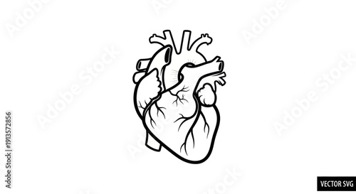 Anatomical heart illustration, vector drawing, isolated on white background