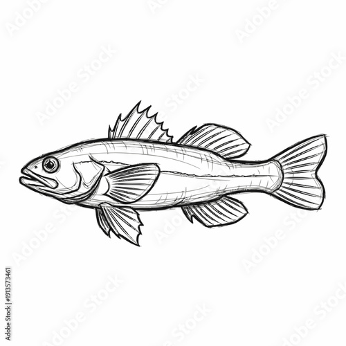 Hand Drawn Perch or Walleye Fish Sketch Illustration, Vintage Engraved Style Freshwater Aquatic Animal