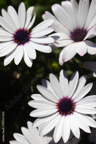 Cambray blanco con morado