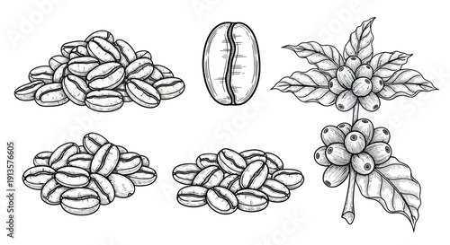 Coffee Beans and Plant Elements: Hand Drawn Illustration