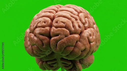 Highly detailed human brain model on green screen for educational and medical use