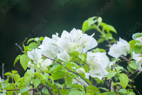 Schilderij op canvas Bougainvillea glabra white paper flower blooming in garden