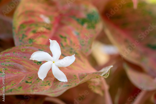 tropical flower in the garden