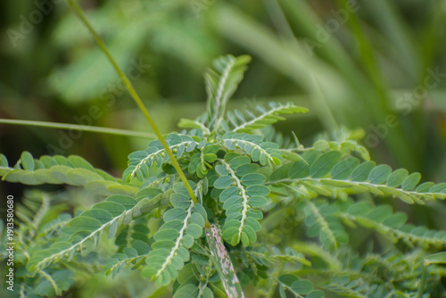 Fotografie Phyllanthus urinaria chamber bitter leaves growing naturally