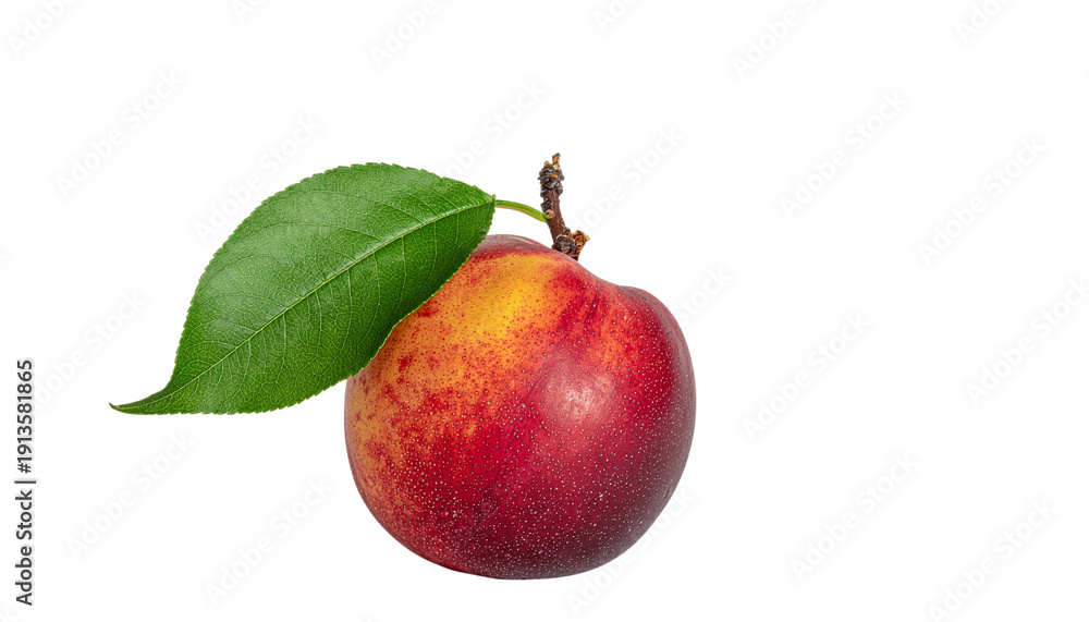 Fototapeta premium A single nectarine with a green leaf attached to its stem displays a gradient of red and yellow colors on a plain surface no background