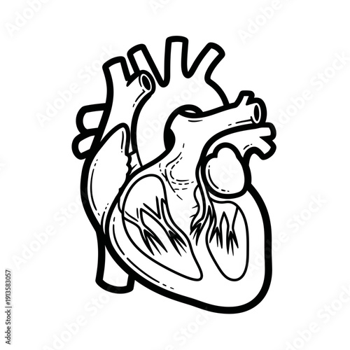 Human Heart Anatomy Illustration - Black and White Medical Diagram