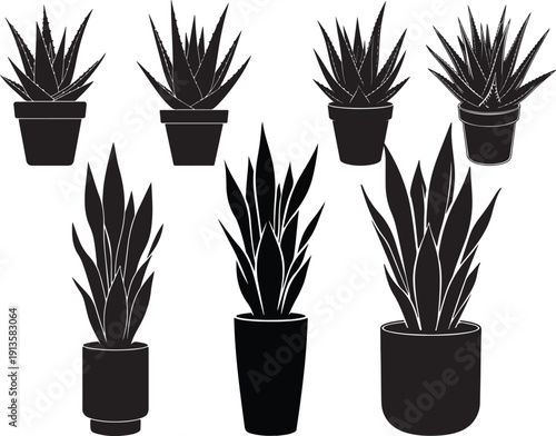 Collection of potted succulent plants in black and white