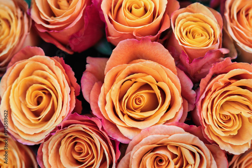 Photos Close-up of Cherry Brandy Roses in Full Bloom perfect for floral backgrounds
