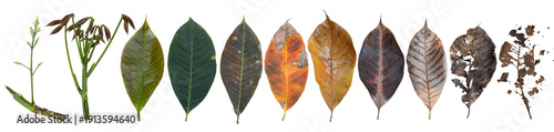 Принти на полотні Cycle of para rubber leaves from the beginning of sprouting to drying and decaying