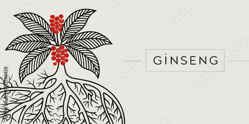 Detailed botanical illustration of ginseng plant with red berries and intricate roots