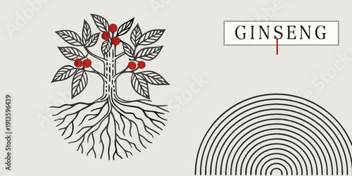 Illustration of a ginseng plant with red berries and detailed root system