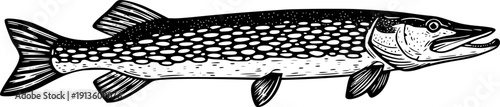 Northern pike fish illustration in vintage linocut or woodcut style, isolated on white