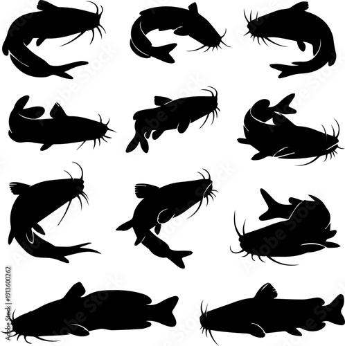 Silhouette Various Angle Catfish Shape Swimming Position Aquatic Animal Illustration
