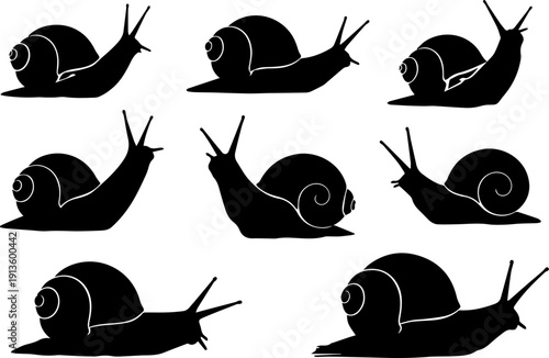 Silhouette Collection Snail Mollusk Different Perspective Animal Creature Illustration