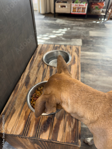 Brown Dog Eating Food from Stainless Steel Bowl in Elevated Wooden Feeder