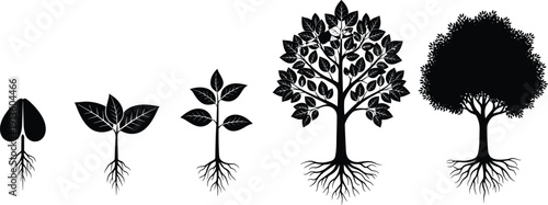Silhouette set of tree growth stages from seed to mature plant, life cycle evolution concept, black vector illustration isolated on white.