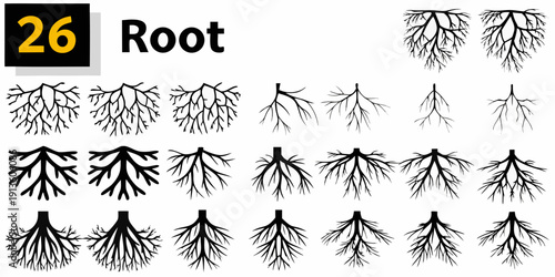 Various root systems illustrated with number twenty six and the word root
