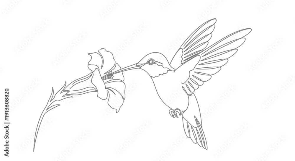Obraz premium Hummingbird Feeding on Flower in Flight, Line Art Illustration