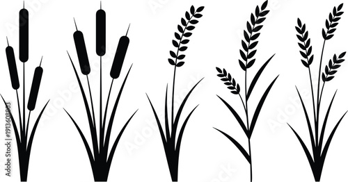 Silhouette illustration of cattails and wheat stalks, botanical grass plants, agricultural design, decorative nature elements for stock use