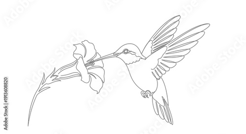 Hummingbird Feeding on Flower in Flight, Line Art Illustration