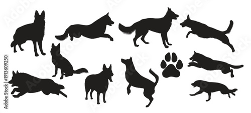 collection of animal german dog in different positions