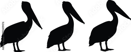 Three pelican silhouettes standing side by side, wildlife bird illustration, black profile design, nature animal vector art isolated