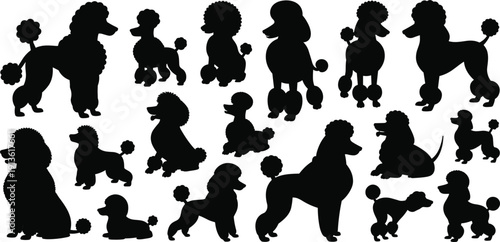 Collection of 19 black silhouette icons of poodles in various poses and sizes Keywords: poodle, dog, canine, pet, animal