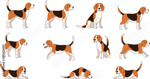 Beagle Dog Cartoon Character Set with Standing, Sitting and Lying Poses for Pet Design, Cute Hound Flat Vector Illustration Collection
