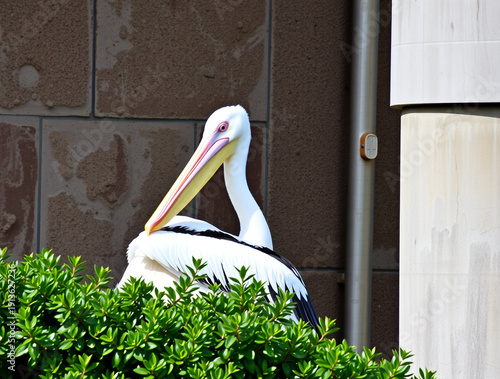 pelican on a tree