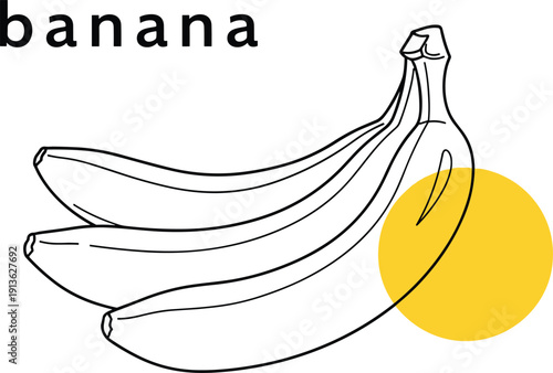 Outline drawing of bunch of three bananas with text and yellow circle isolated on white background for fresh tropical fruit vector illustration design concepts