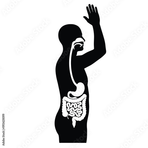 Silhouette of a human body revealing internal digestive organs