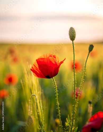 Vibrant red poppies bloom in a golden field at sunset
