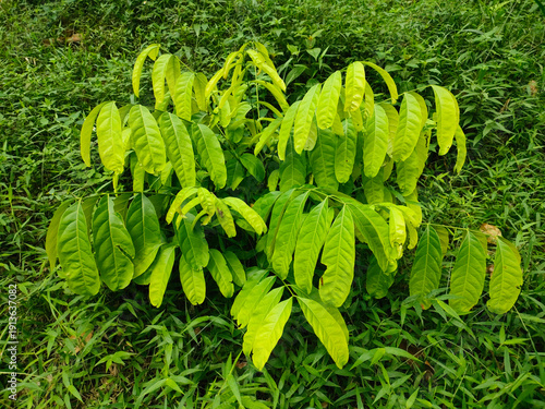 A young Pometia pinnata (Matoa) tree growing in the garden or forest.