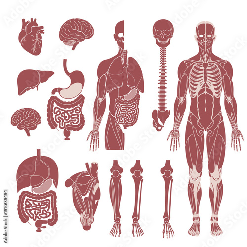 Anatomical illustration depicting various human organs and skeletal structure