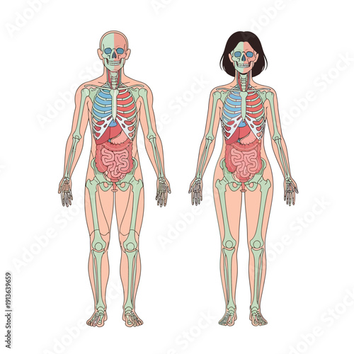 Anatomical illustration showing human skeletal and organ systems front view