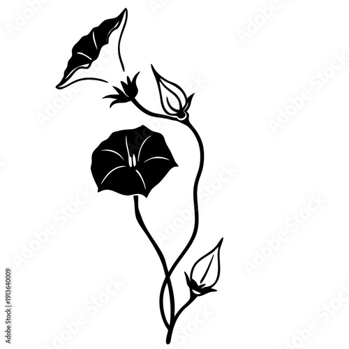 Common Morning Glory flower vector, stylized botanical illustration