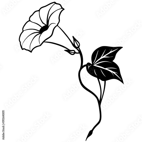 Tiger's Foot Morning Glory flower vector illustration, stylized botanical art