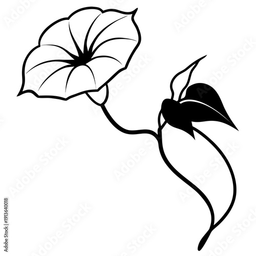 Grandpa Ott's Heritage Morning Glory flower, stylized vector illustration