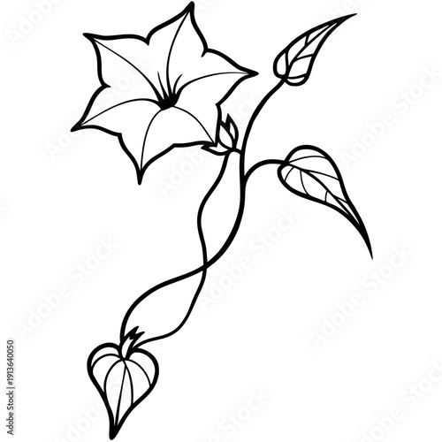 Devotional Cypress Vine flower illustration, stylized vector art