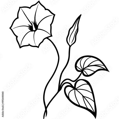 Saltmarsh Morning Glory vine featuring heart-shaped leaves and beautiful purple blooms, vector illustration.