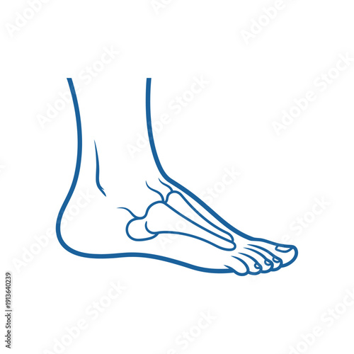 Simple line drawing of a human foot and ankle anatomy