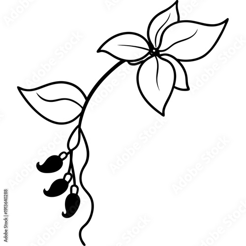 Kennedia Rubicunda Dusky Coral Pea Vine Vector Illustration, Vivid Red-Orange Blooms