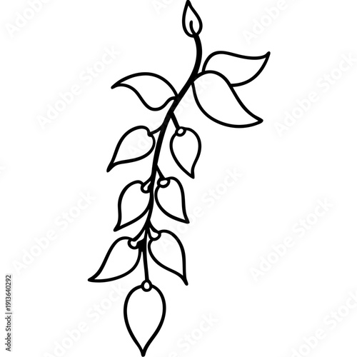 Dusky Coral Pea Vine (Kennedia Rubicunda) Botanical Vector Art, Red-Orange Flowers