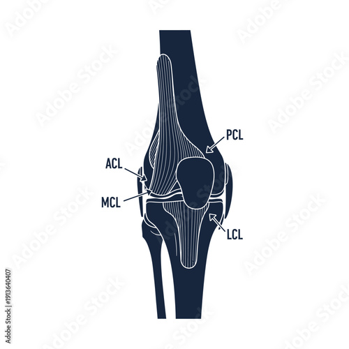 Anatomical illustration of a human knee joint with labeled ligaments