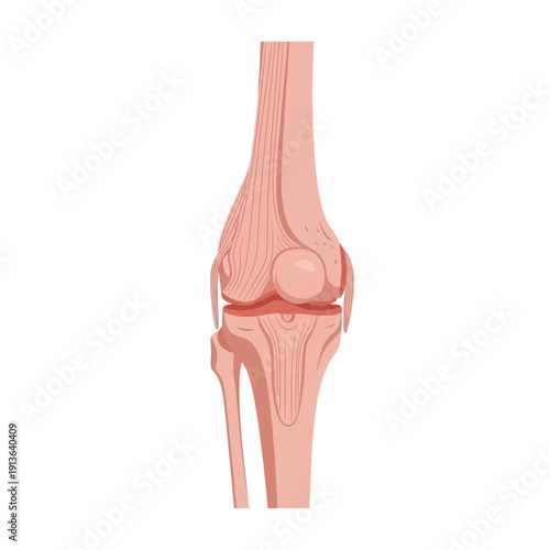 Anatomical illustration of a human knee joint detailed and isolated