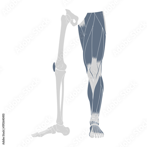 Anatomical illustration of a human leg displaying bones and musculature