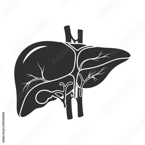 Anatomical illustration of a human liver with visible lobes and vascular structures