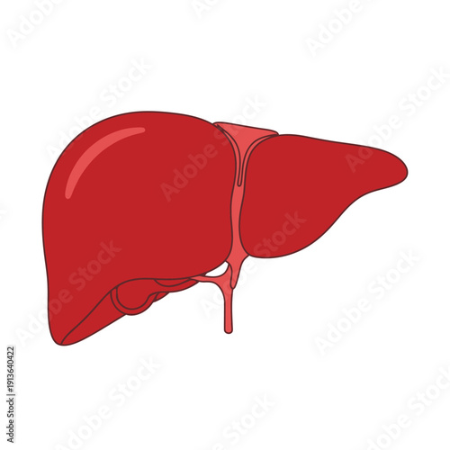 Illustration of a human liver with visible lobes and blood vessels